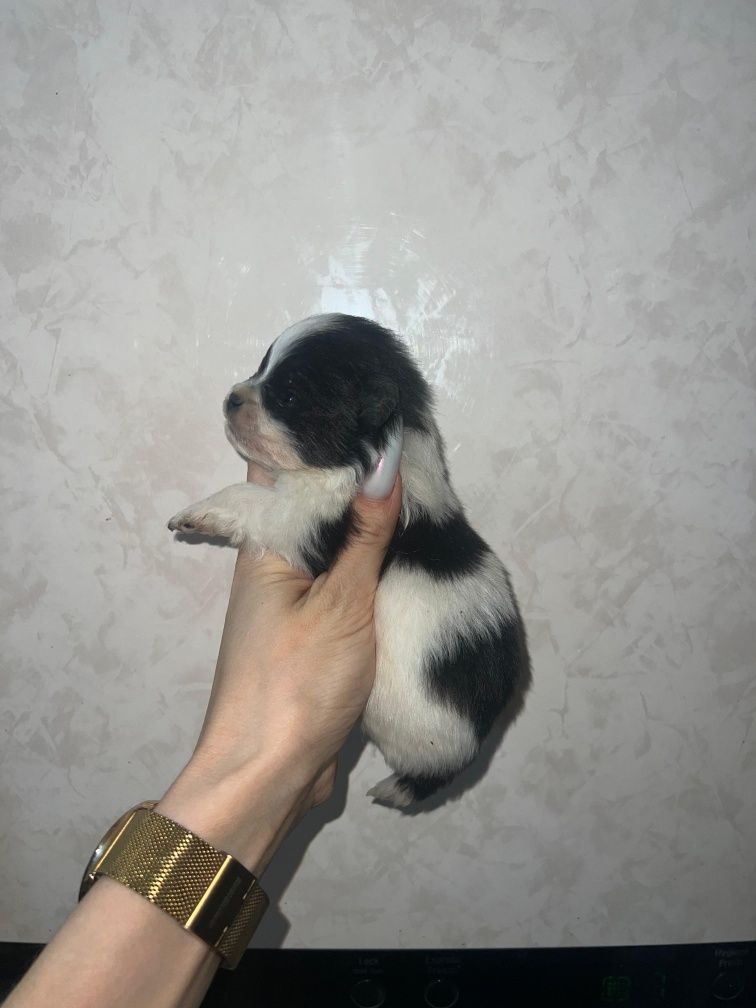 Померанский Шпиц