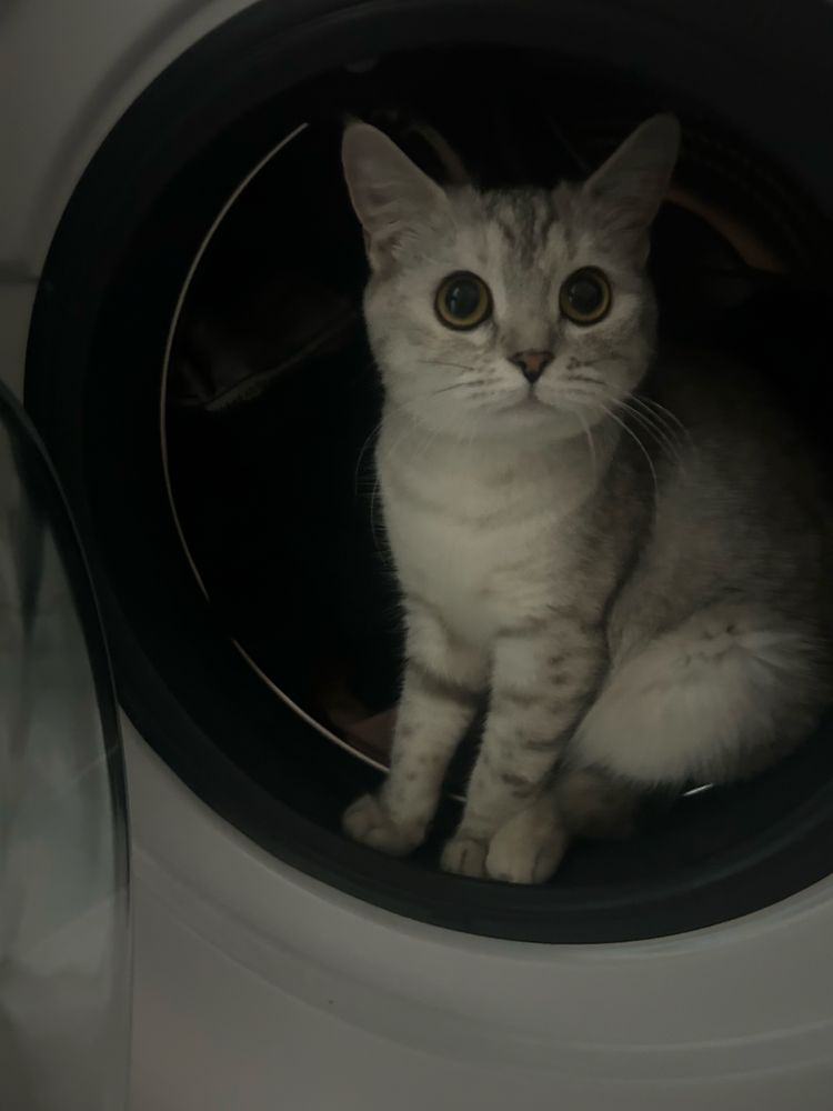 кошка шотландсткая