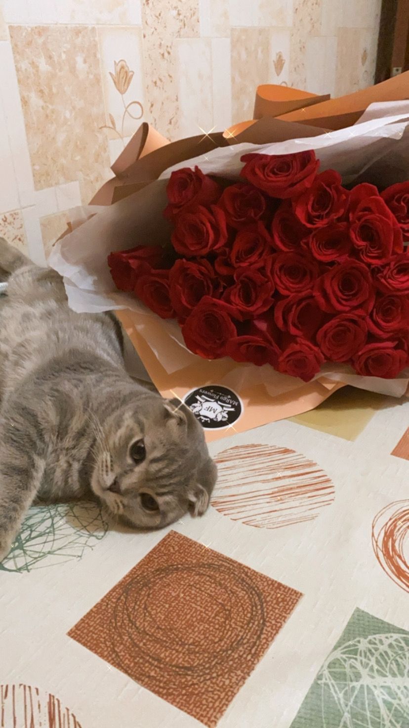 Кот шотландский вислоухий