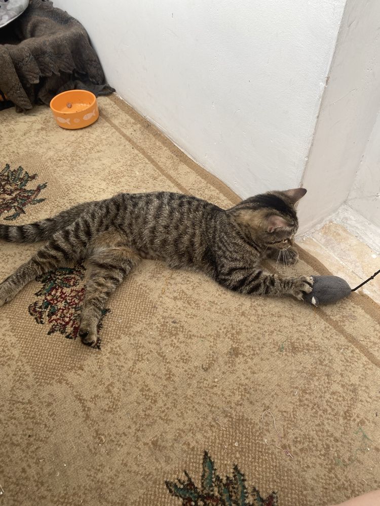 Кошка. Ищем дом для кошечки.