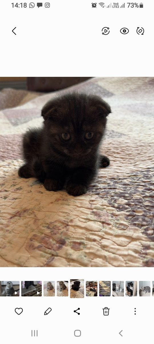 Шотландские вислоухие котята