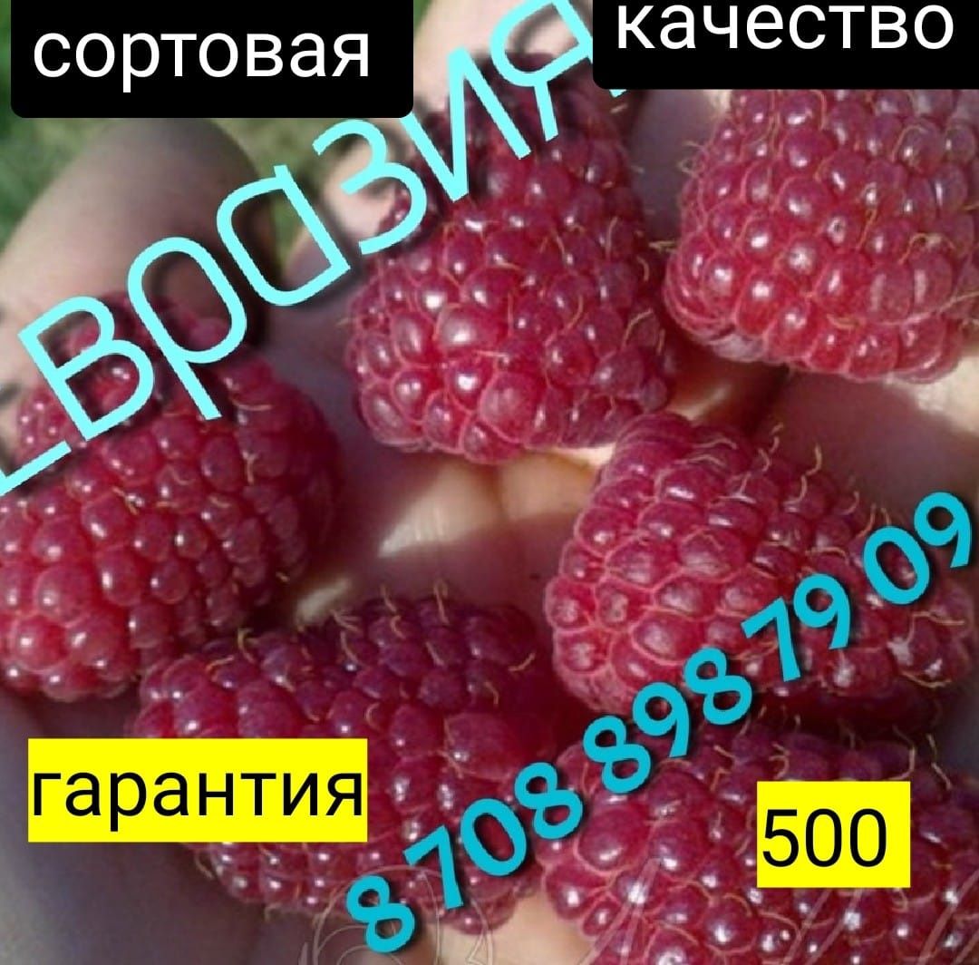 Саженцы малины оранжевая, красная, жёлтая ,бордовая