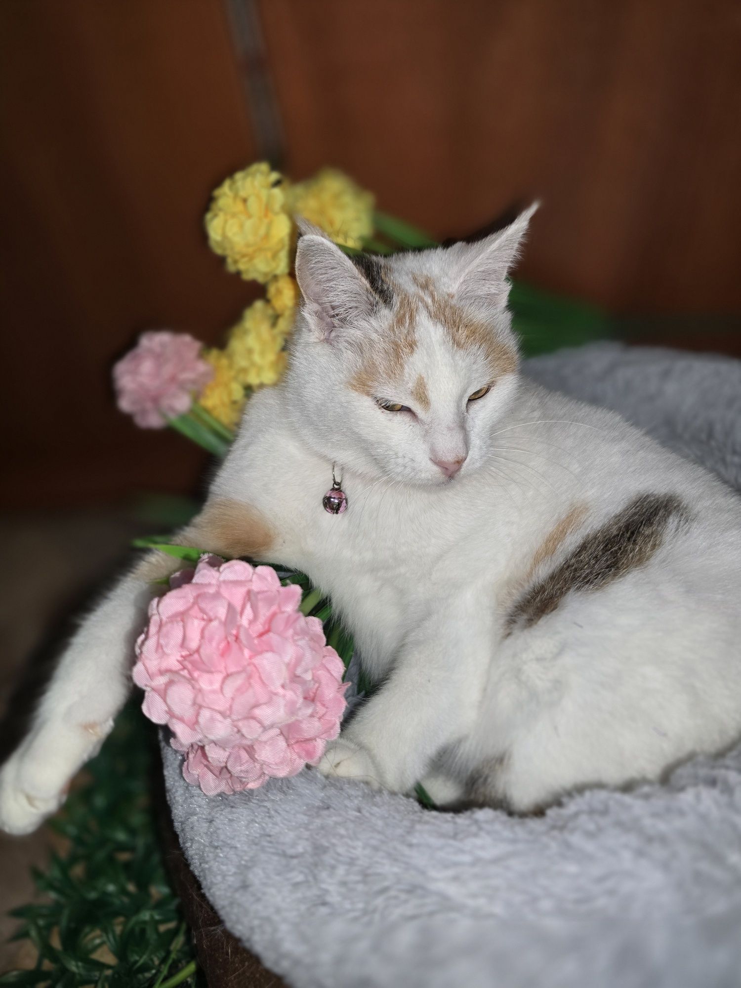 Необычная кошка Снежана