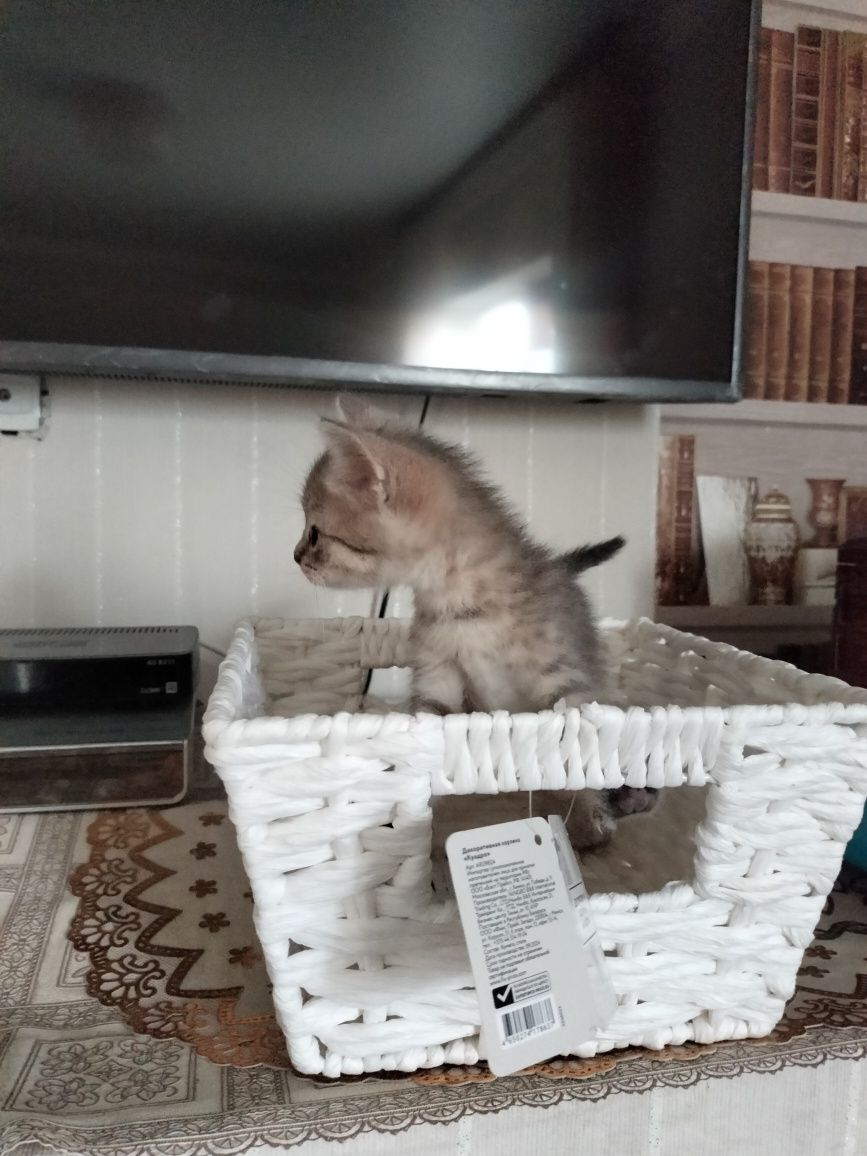 Отдам котят в добрые руки