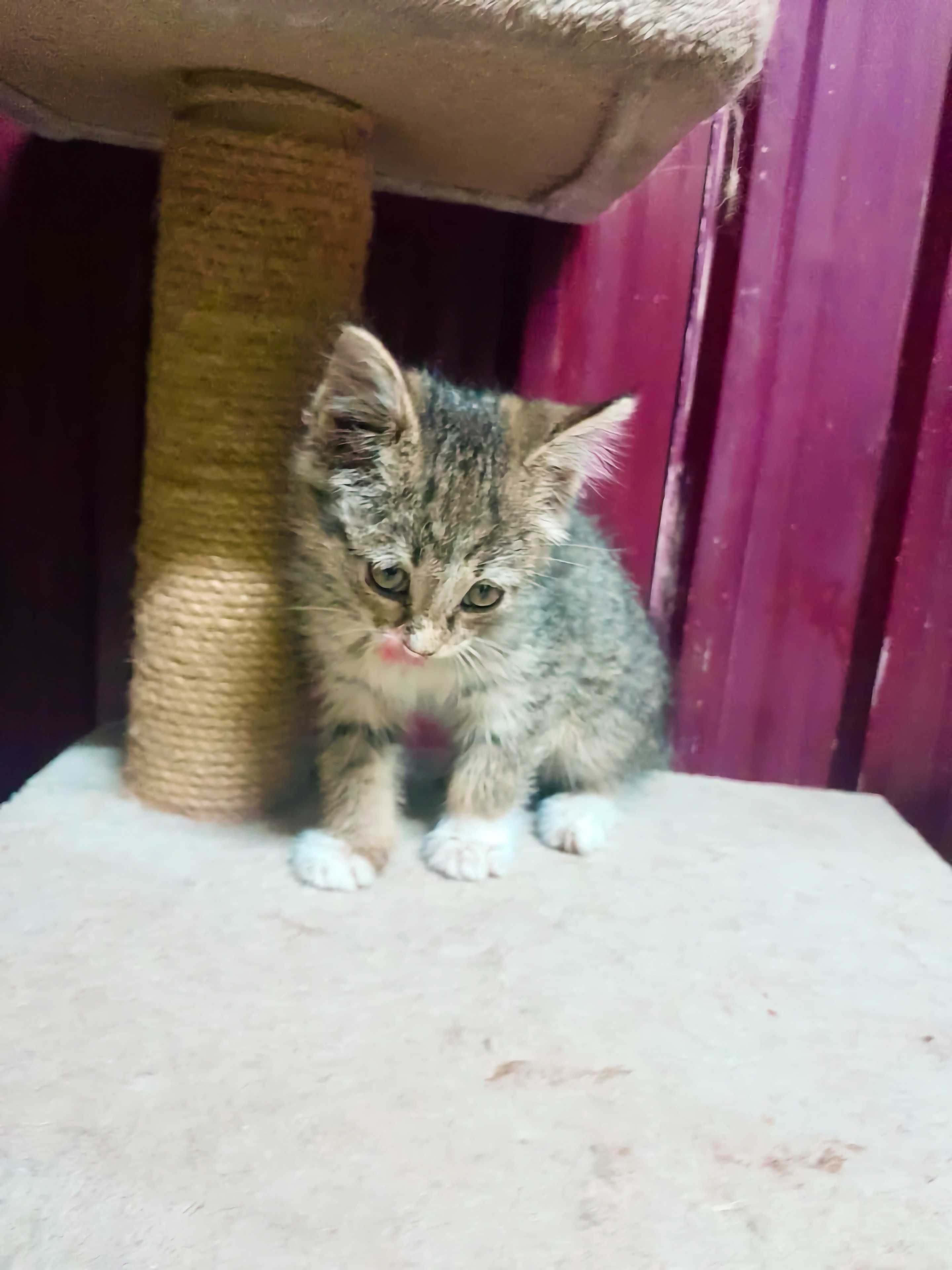 Маленький котенок в добрые руки