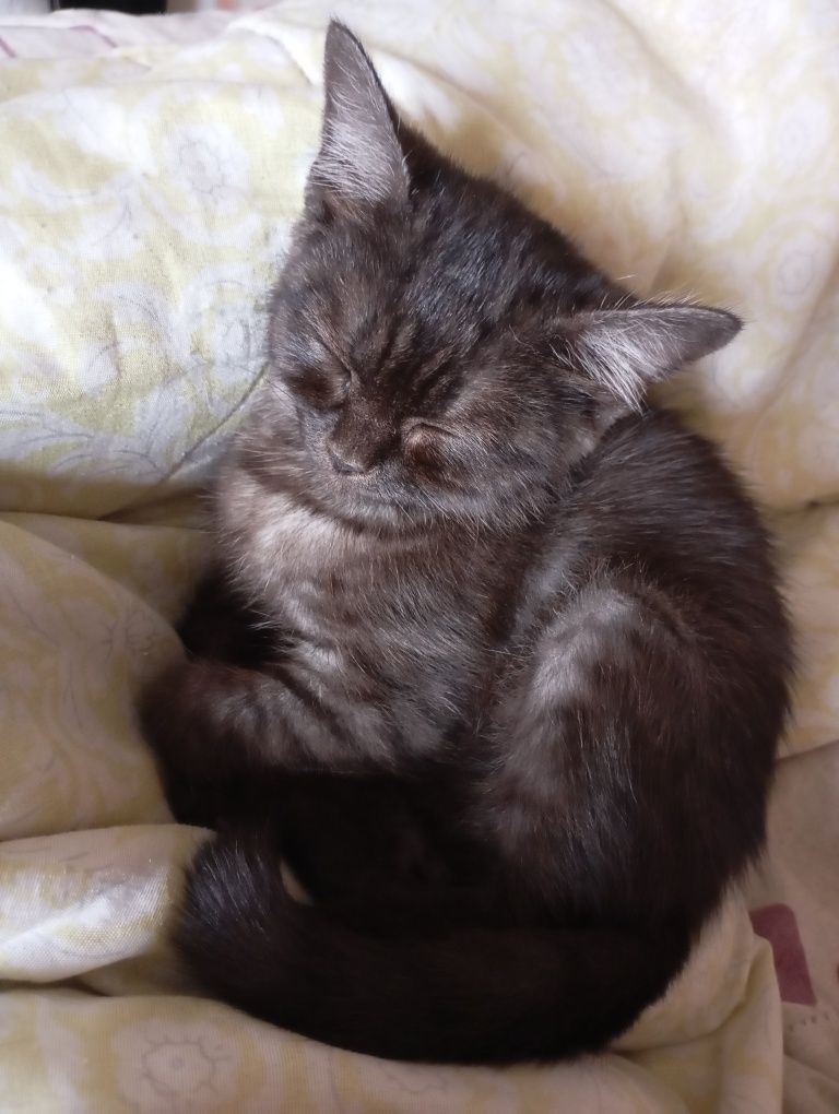 Отдам котенка мальчика