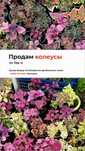 Продаю Колеусы разной фактуры