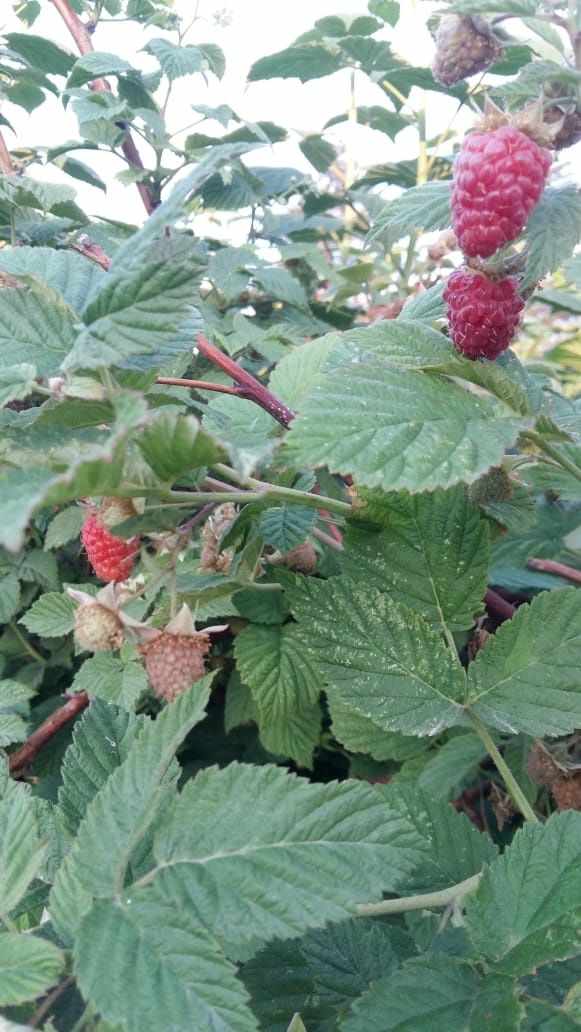 Продам дачную свежесобранную малину.