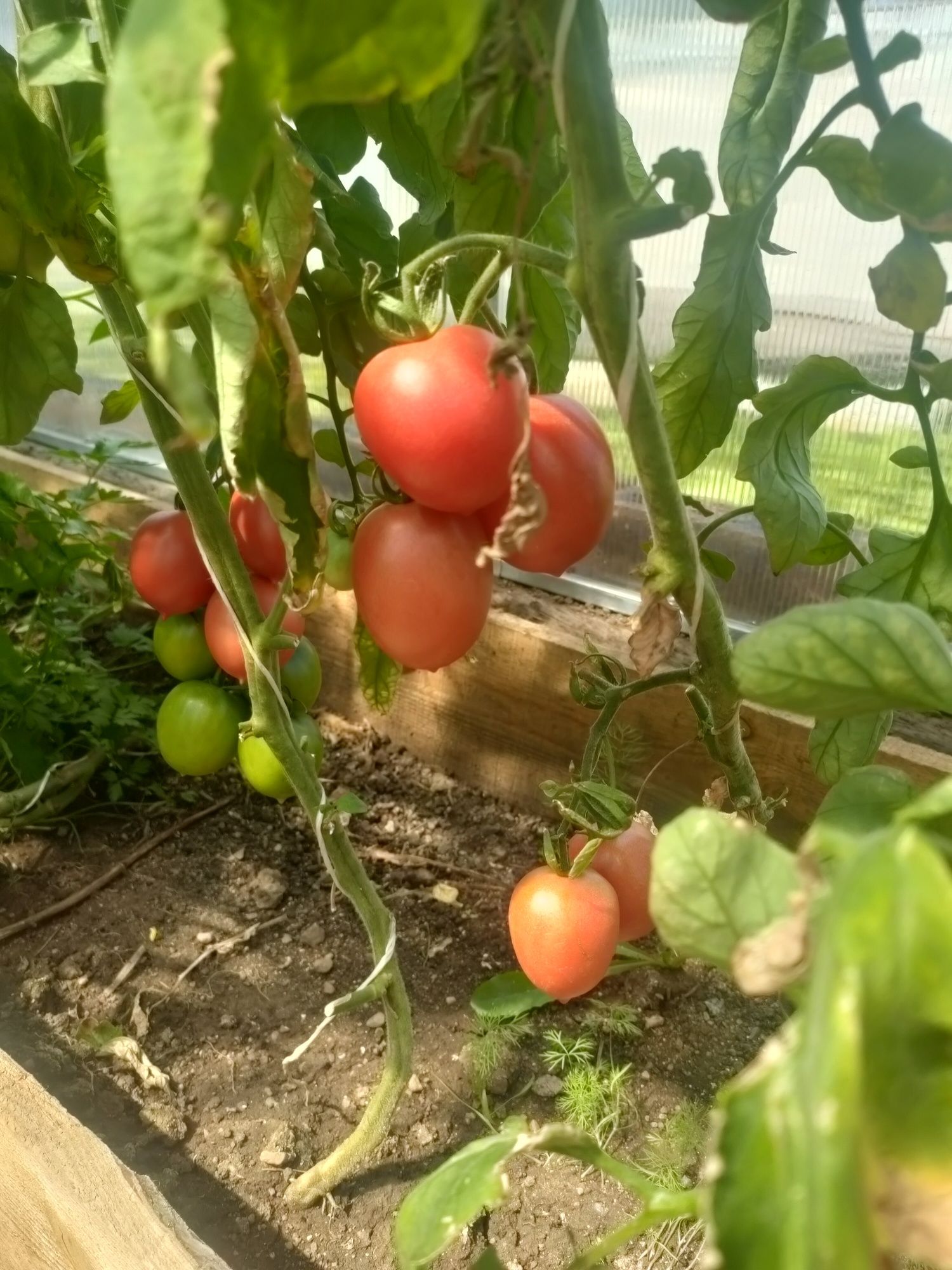 Продам домашние помидоры