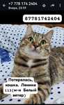 Пропала кошка. Помогите найти!
