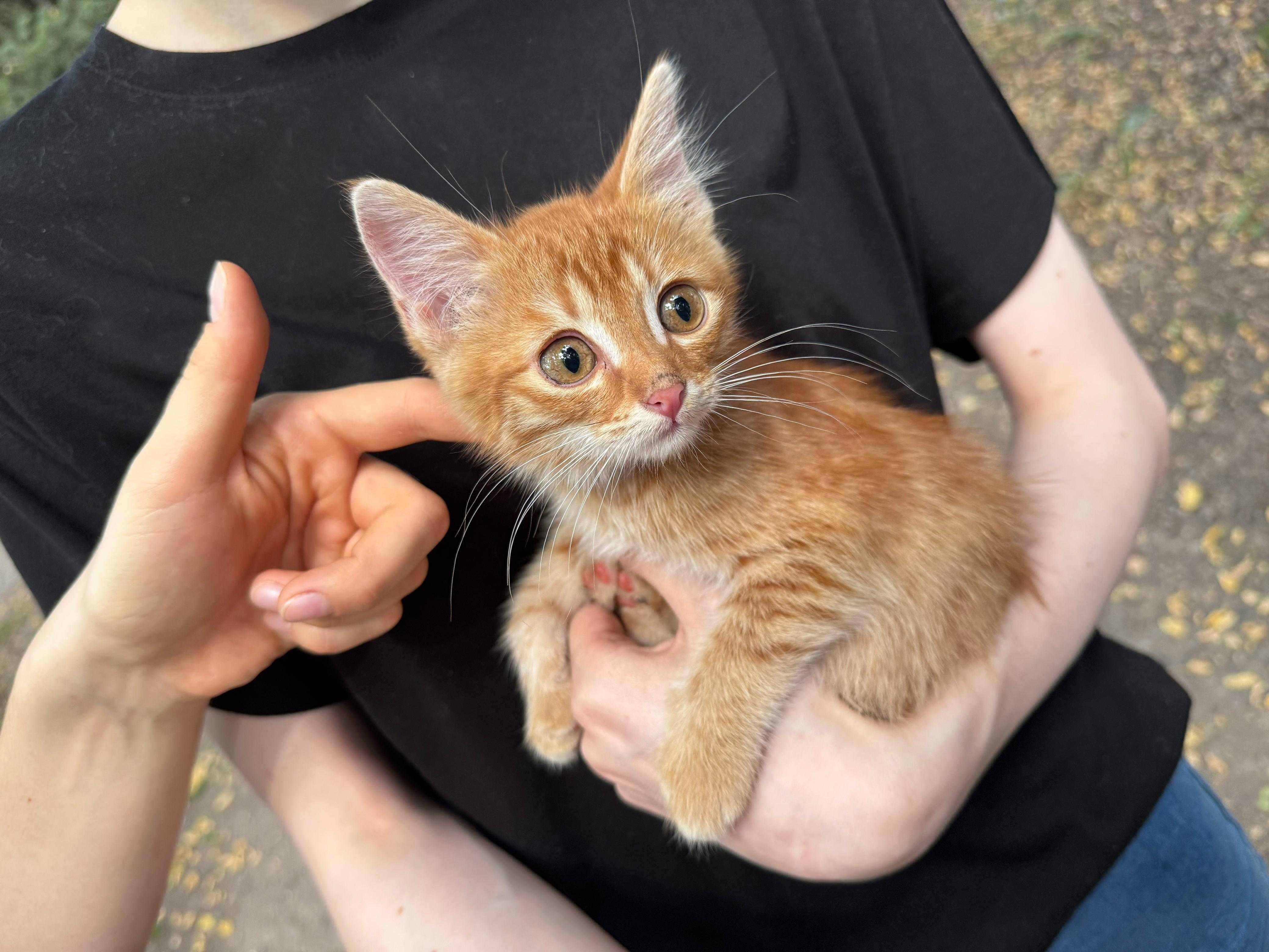 Котенок рыжий, ласковый