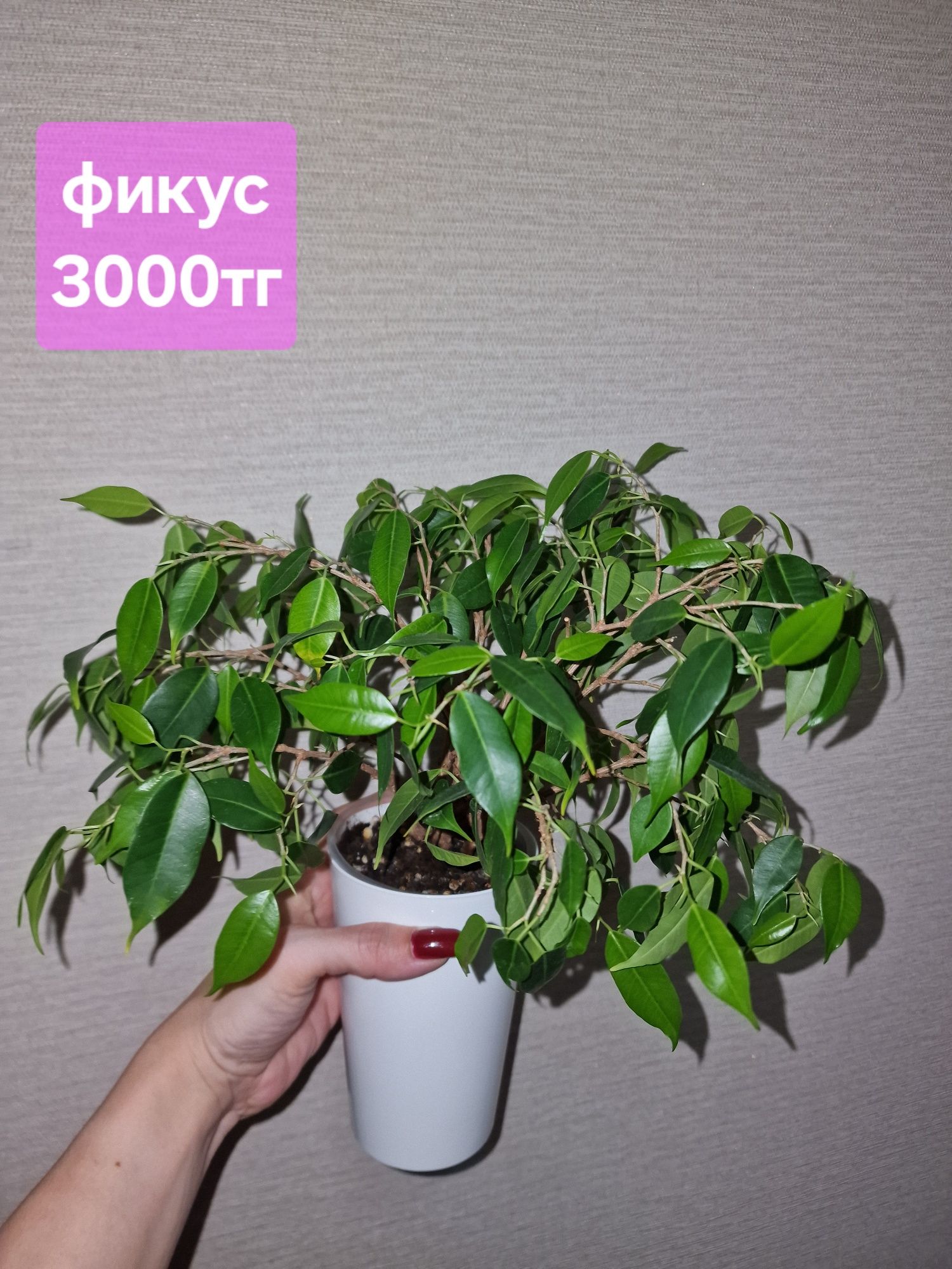 Комнатные цветы (домашние)