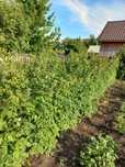 Продам: незатапливаемая  ухоженная дача