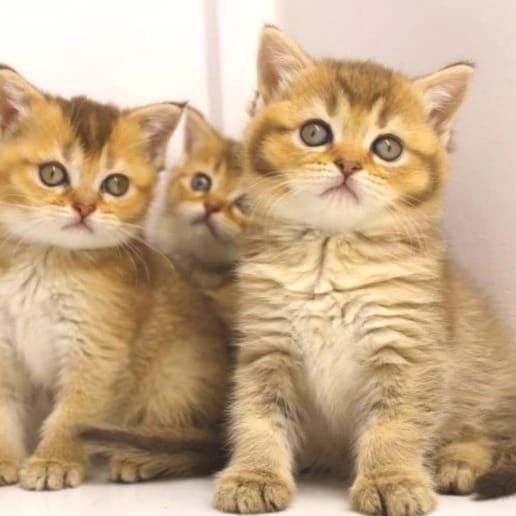 БритАнскКие коТятА
