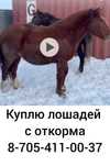 Лошадей с откорма