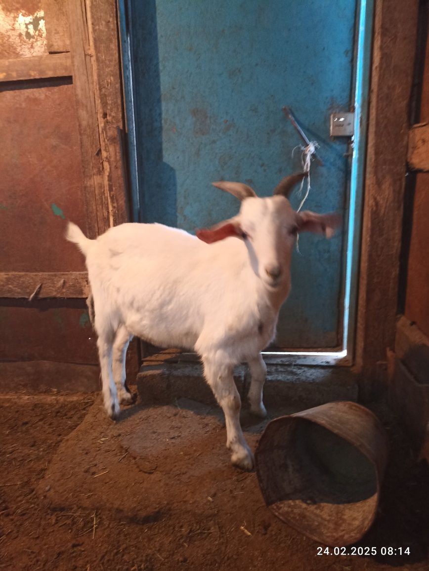 Козлы Нубийские продам