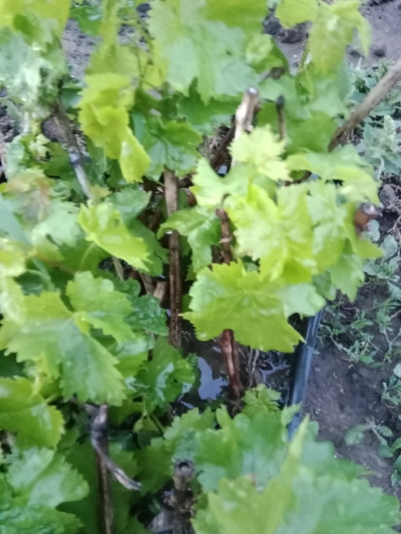 Продам саженцы винограда