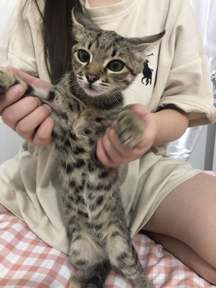 Котята в хорошие и добрые руки