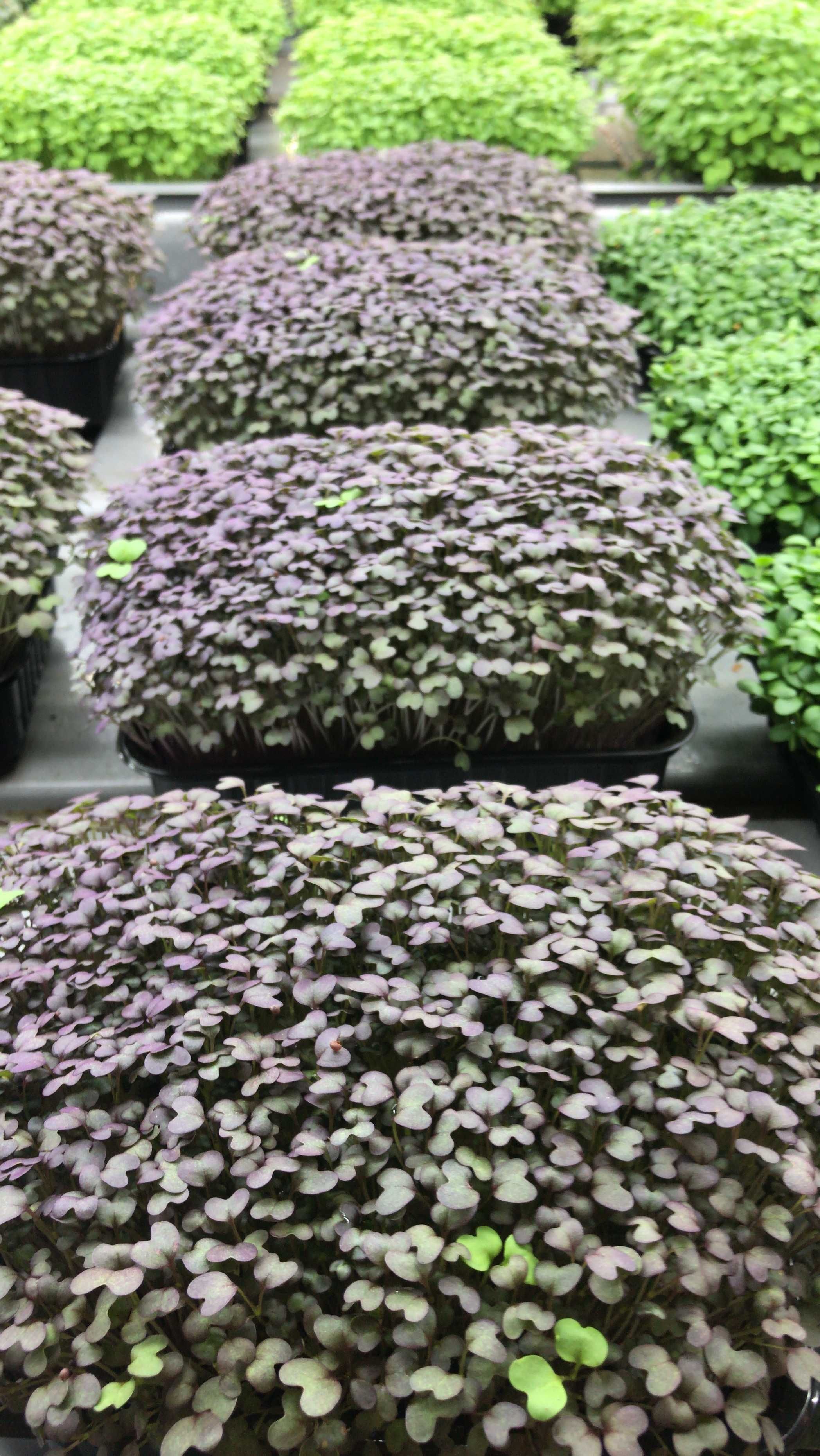 Микрозелень в ассортименте, Съедобные цветы, Baby Leaves
