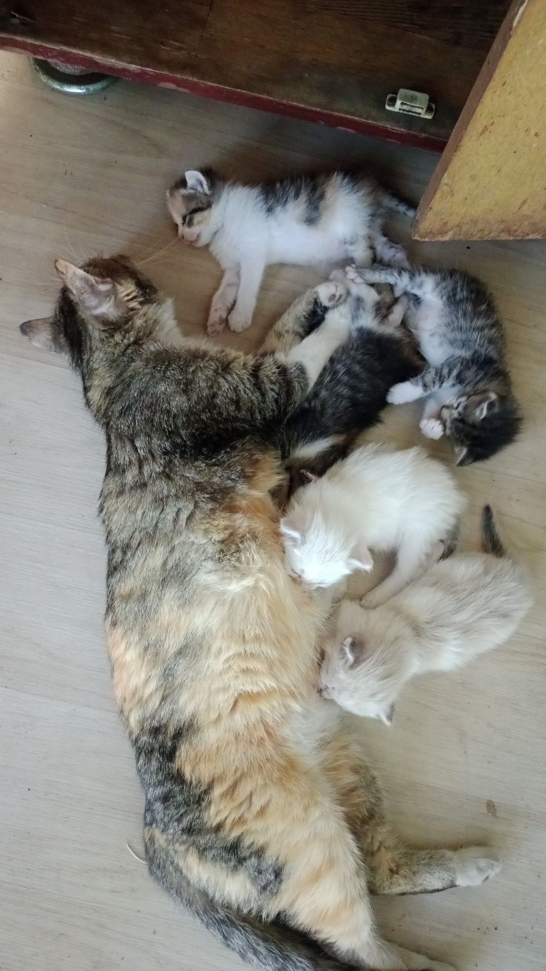 Котята умной кошки