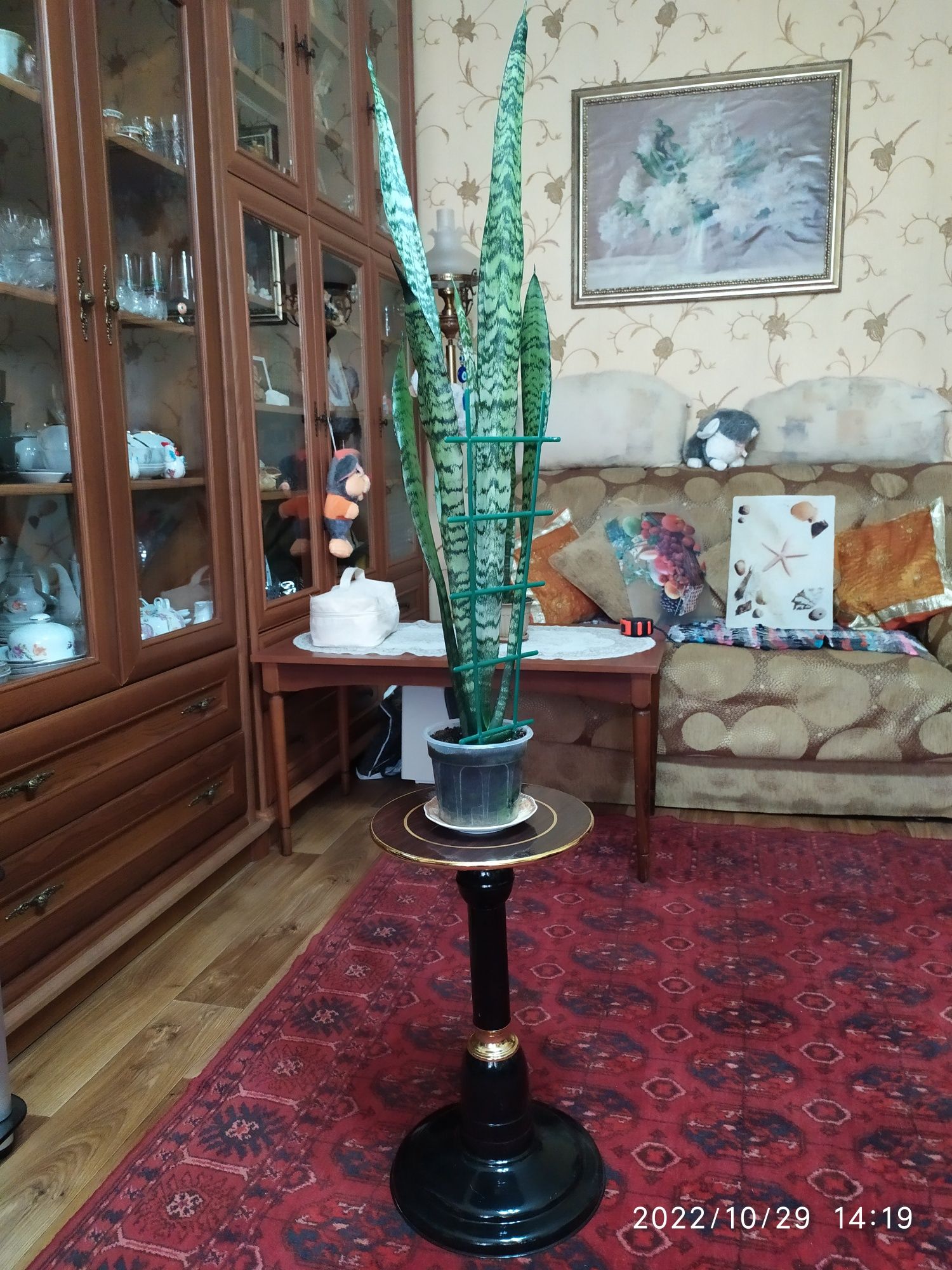 Каланхоэ. Кактусы.