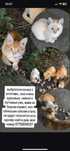 Выбросили кошку с котятами. Срочно нужен дом!