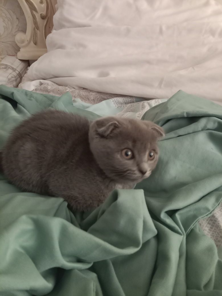 Вислоухий котенок+латок,миска,корм