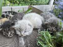 Котята вислоухие
