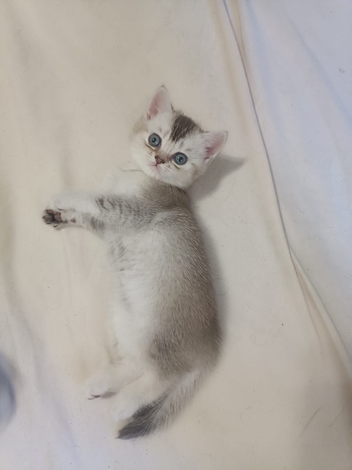 Продам породистую кошечку