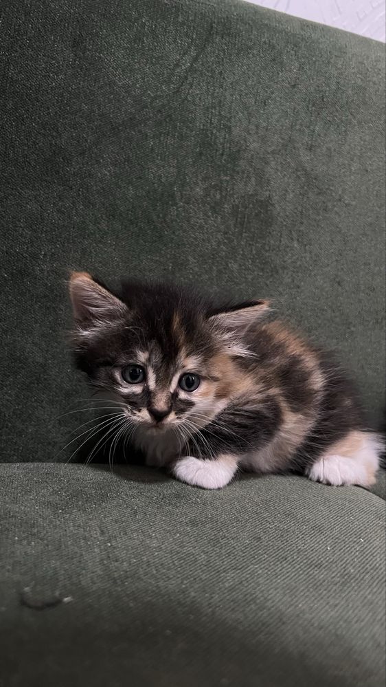 Отдаю бесплатно котят