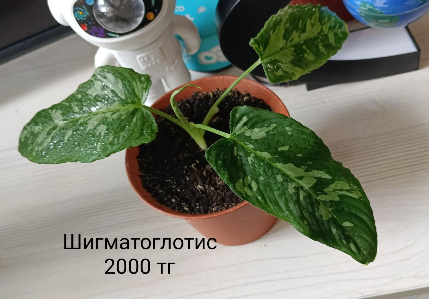 Комнатные растения цветы