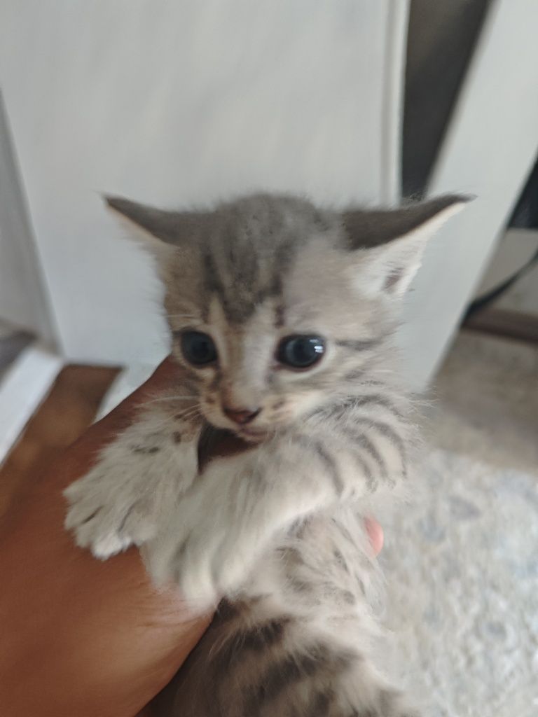 Котята мать крысолов