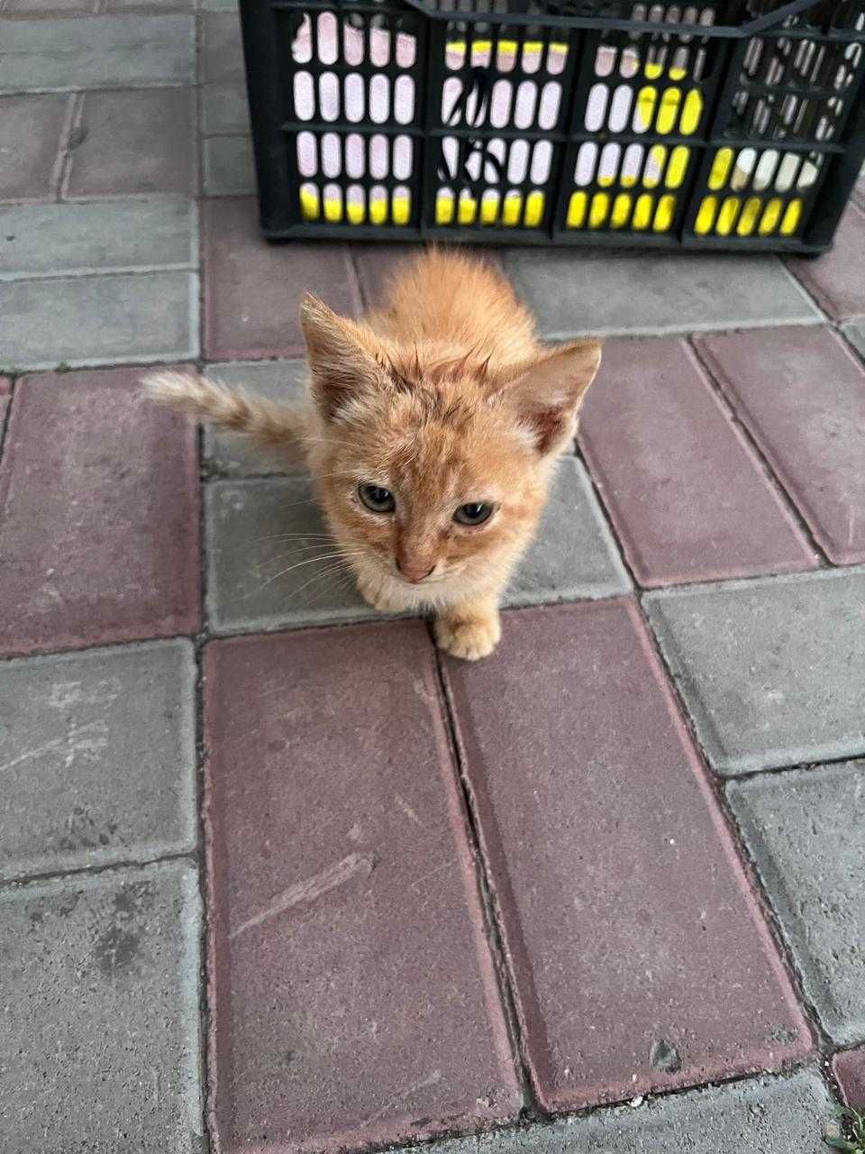 Котенок, 1 - 1.5 месяца