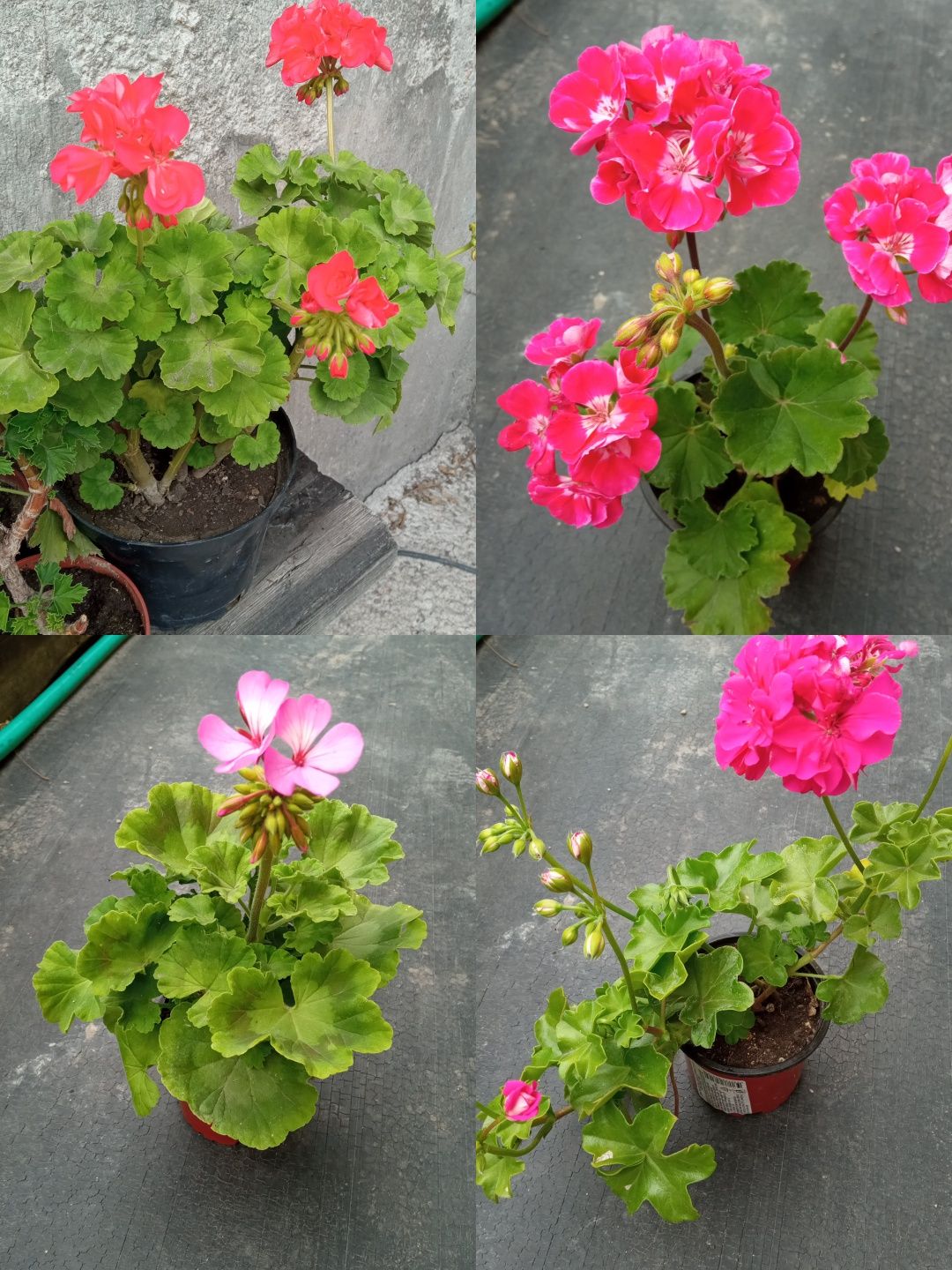 Продам домашние цветы.!