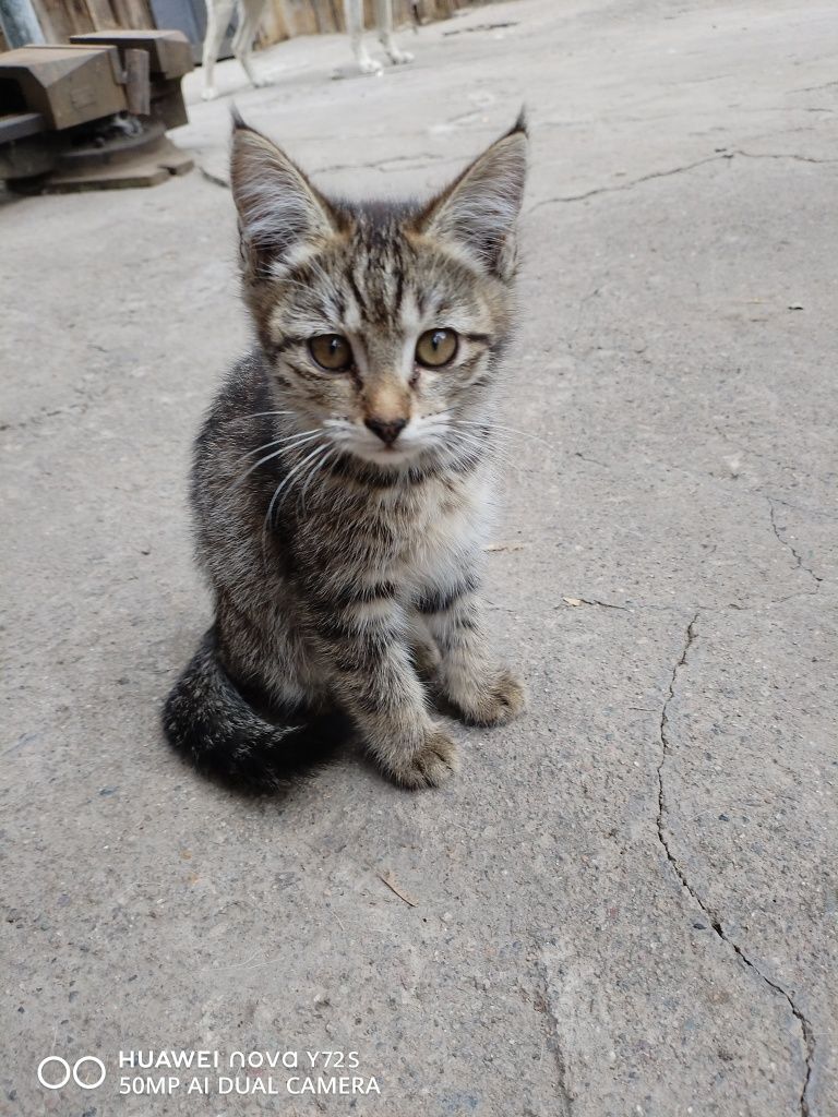 Отдам котят в добрые руки