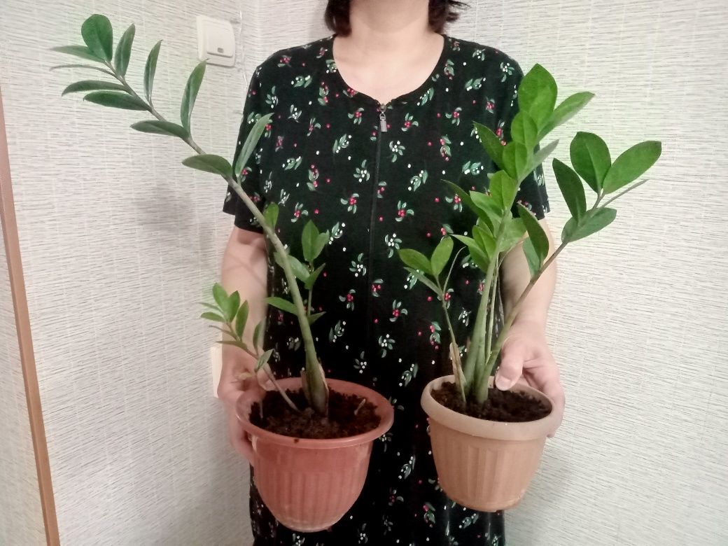 Продам комнатные цветы
