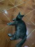 Кот кошка бесплатно