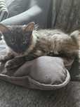 Отдам красивого котика, курильского бобика