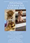 Пропала собака йоркширский терьер