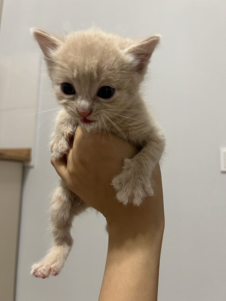 Котенок 1 месяц отдам бесплатно