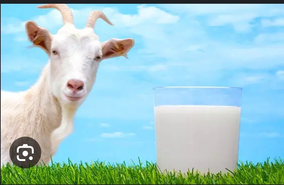Ешкінің сүті, козье молоко