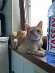 Отдам кота даром