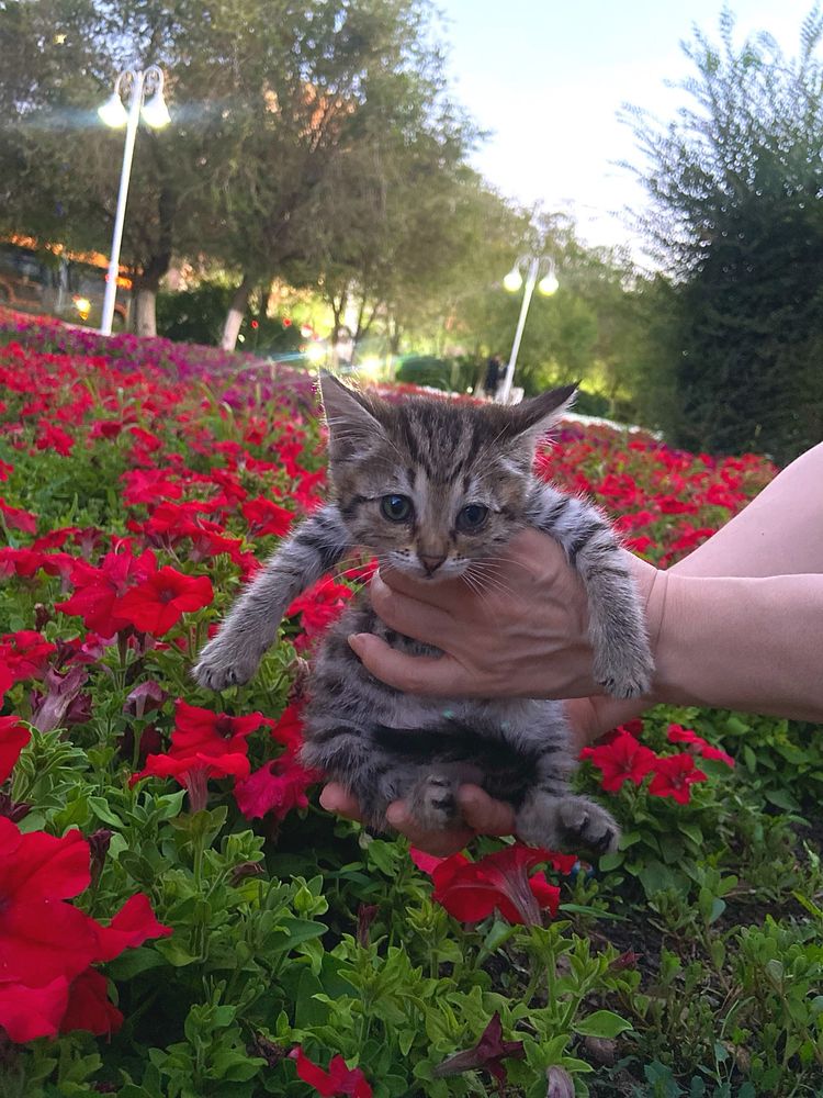 Отдам котеночка(девочка)