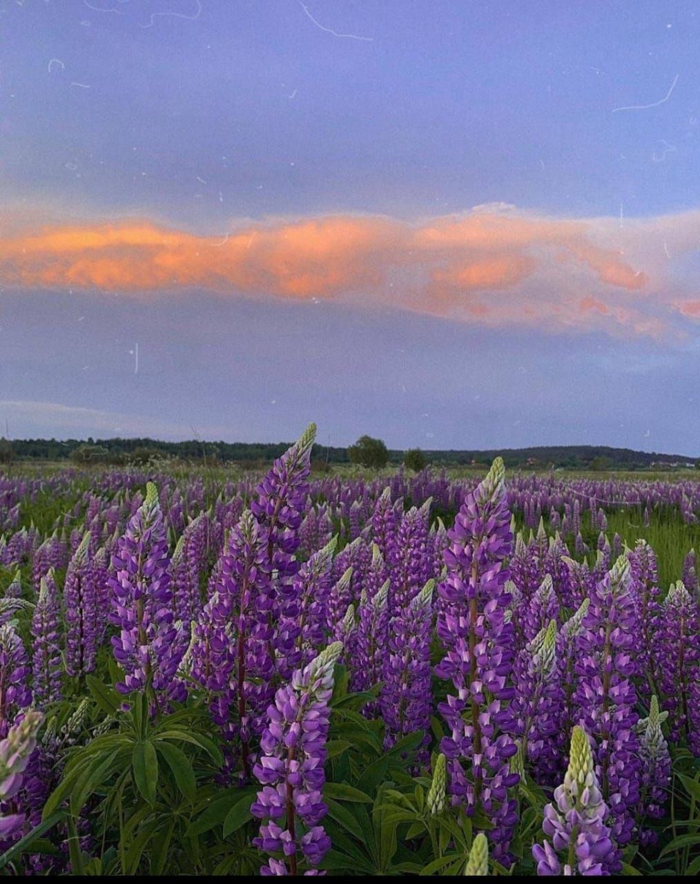 Люпин, сидерат. Упаковка 500 гр.