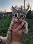 Отдам котика в добрые руки