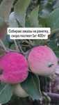 Продам фрукты на кампоты