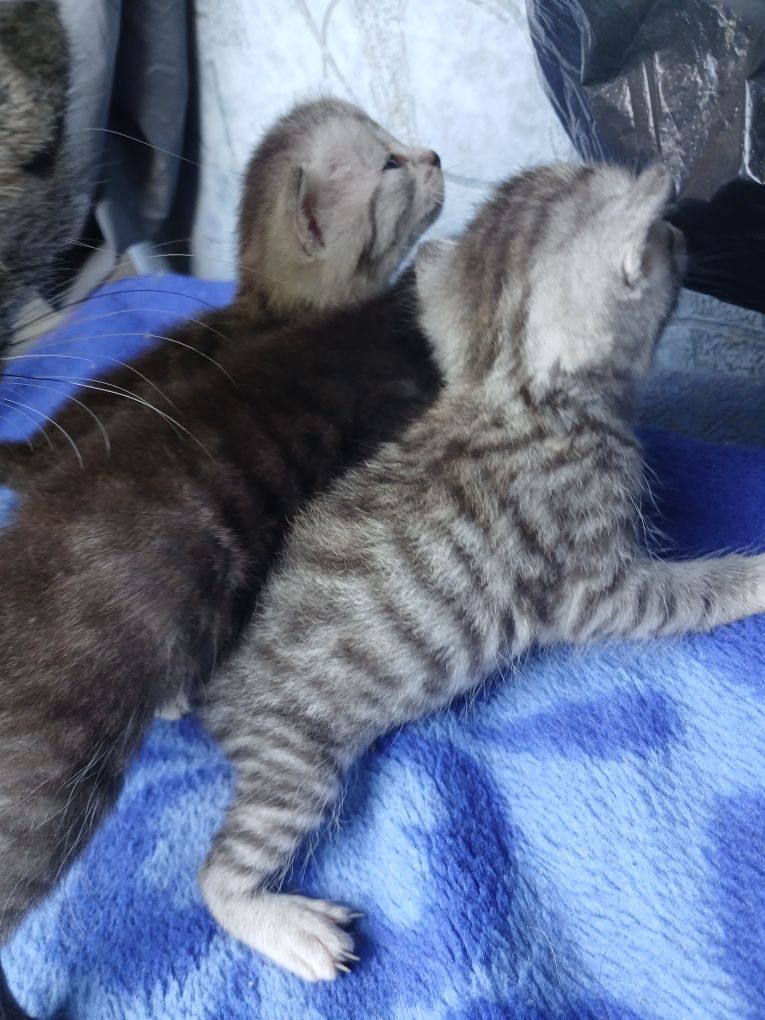 отдам котят 1 месяц