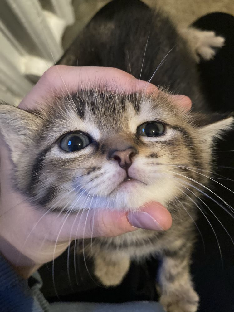Котятки мальчики