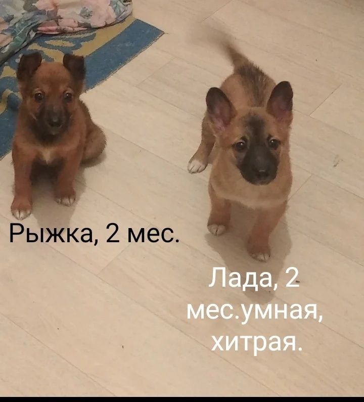 Срочно ищут дом и заботливых хозяев