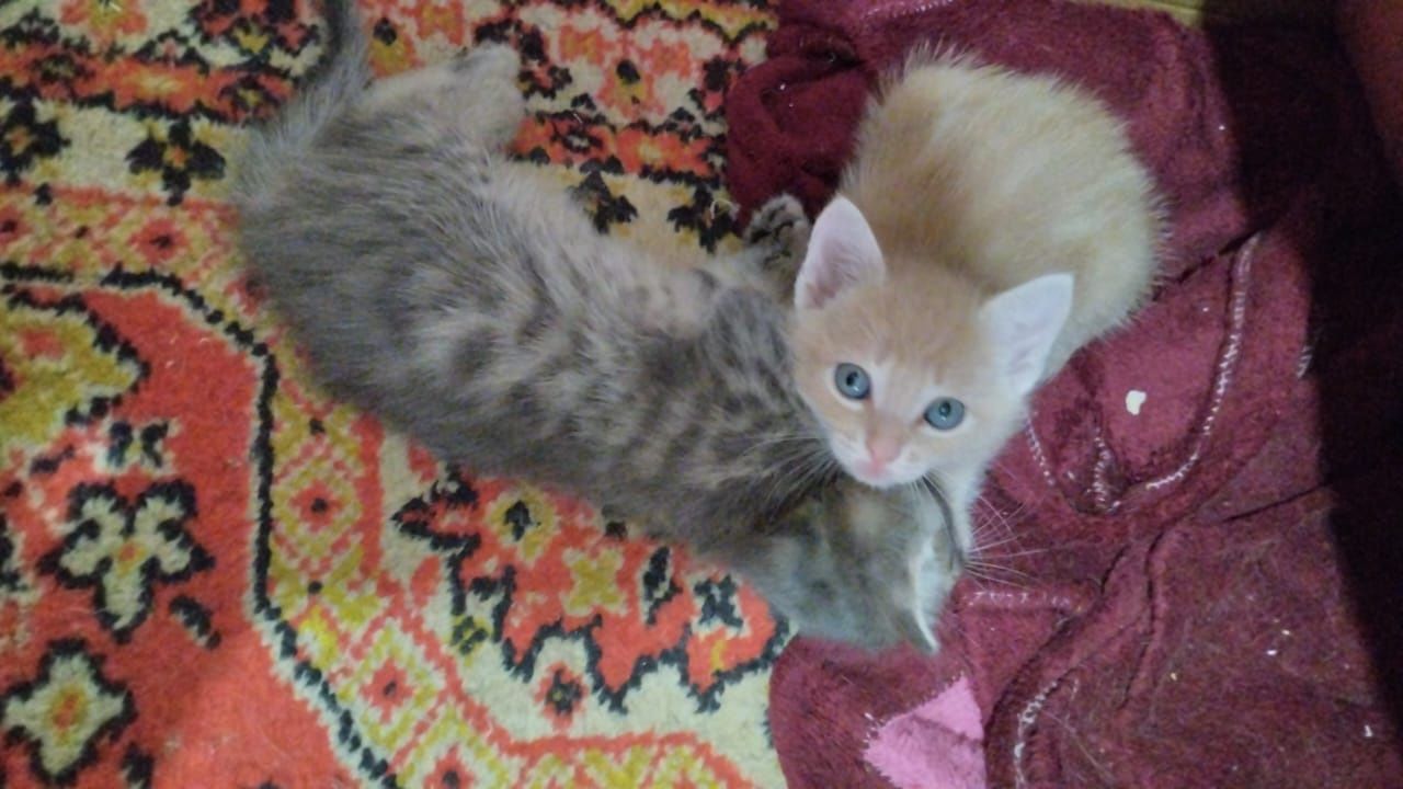 Отдам котят бесплатно